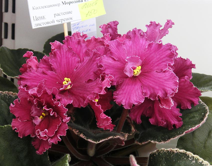 НК-Танго-на-Углях-Морозова.jpg