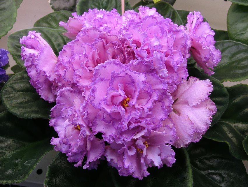 ПТ-Джулия-Пименова.jpg