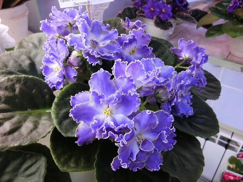 РС-Лесной-Родник-Лазутина.jpg