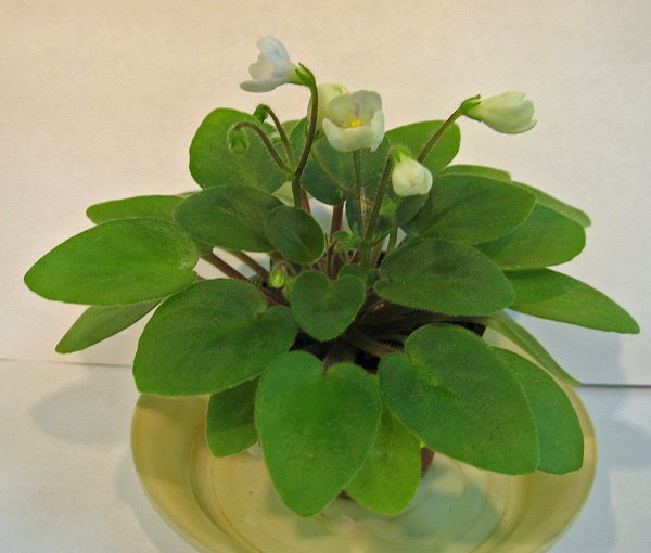 Chantaspring-Starost.jpg