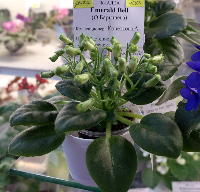Emerald-Bell-(Кочеткова).jpg