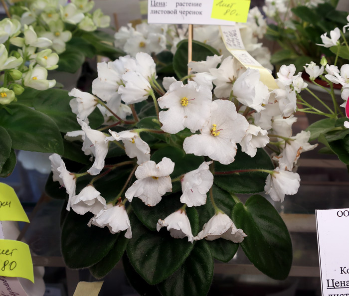 Alan's-White-Featcher-(Рабе.jpg