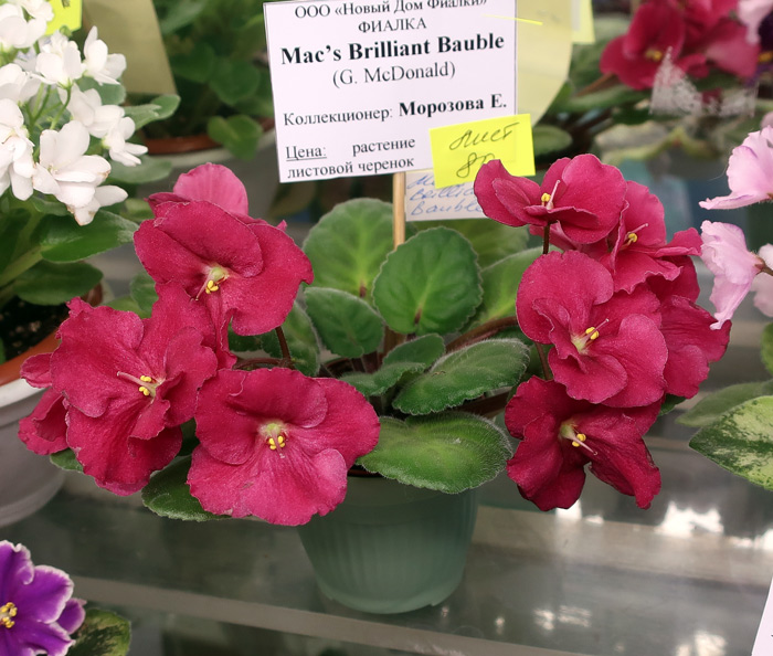 Mac's-Brilliant-Bauble-(Мор.jpg