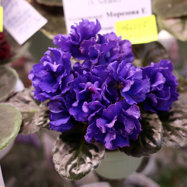 Lyon's-Little-Sweetheart-(М.jpg