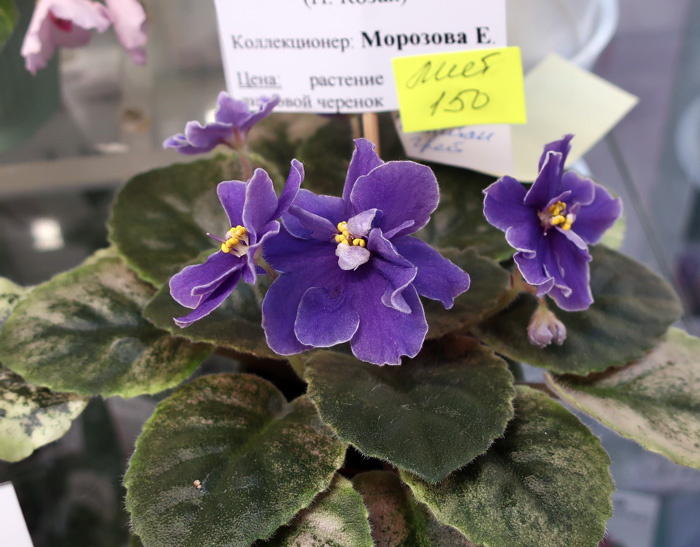 НК-Капитан-Грей-(Морозова).jpg
