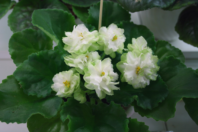 Spring Rose
