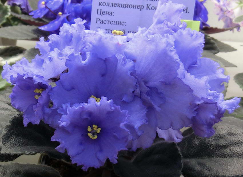 ЛЕ-Сириус-Конышева.jpg