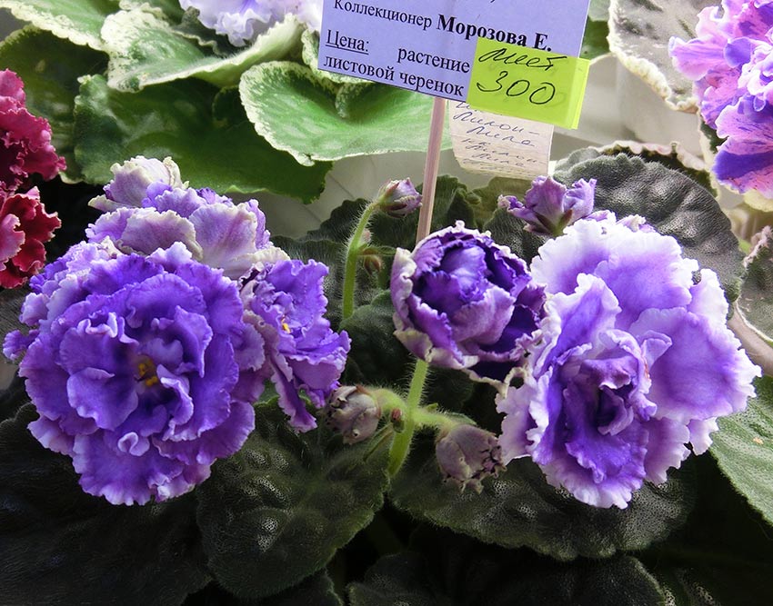 НК-Лилон-Лила-Морозова.jpg