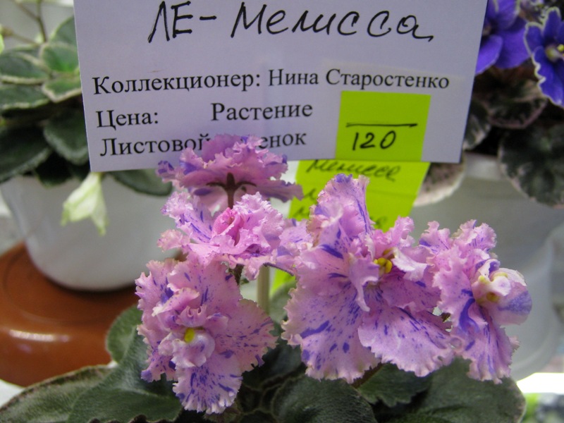 IMG_6758.JPG