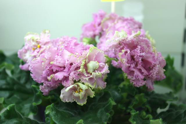 Resize of IMG_3828.jpg
