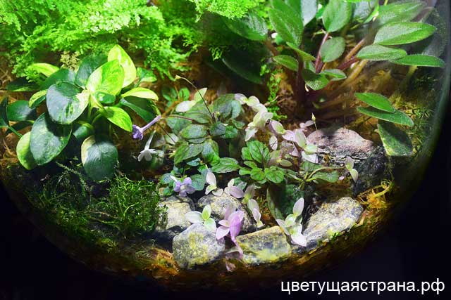microflorobc.jpg