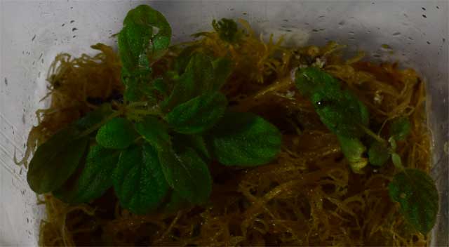 microflor2.jpg
