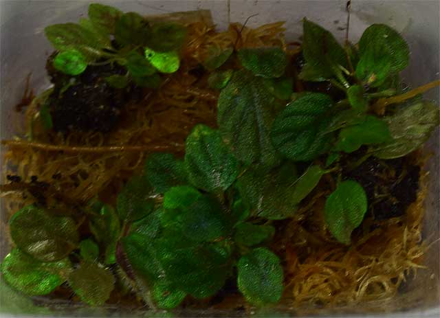 microflor.jpg