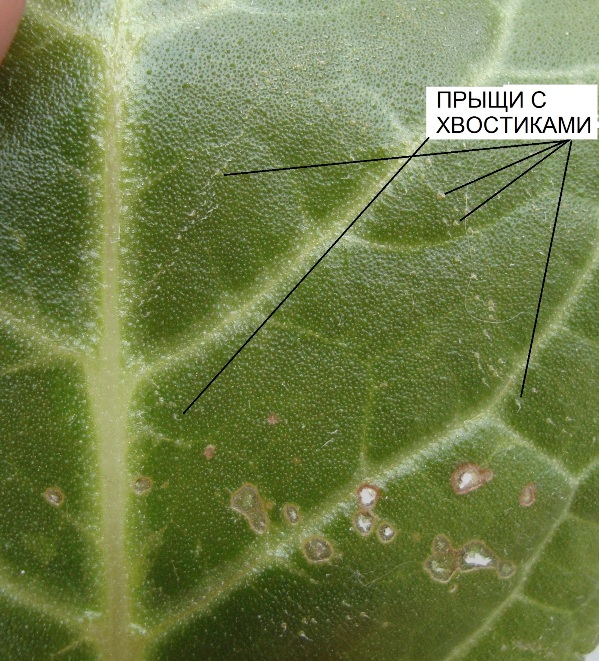 С лицевой стороны листа словно мелкие прыщики с торчащими из них хвостиками. Те и другие бледнее окружающих тканей. "Прыщики" расположены странной линией, словно кто-то нарочно очертил зону. Но есть и рассыпные, только они мельче (моложе?).<br />Опять-таки никого и ничего, кроме дырок и этих странных "прыщиков" не нашла. В сети не удалось найти ни фото, ни описаний подобного.