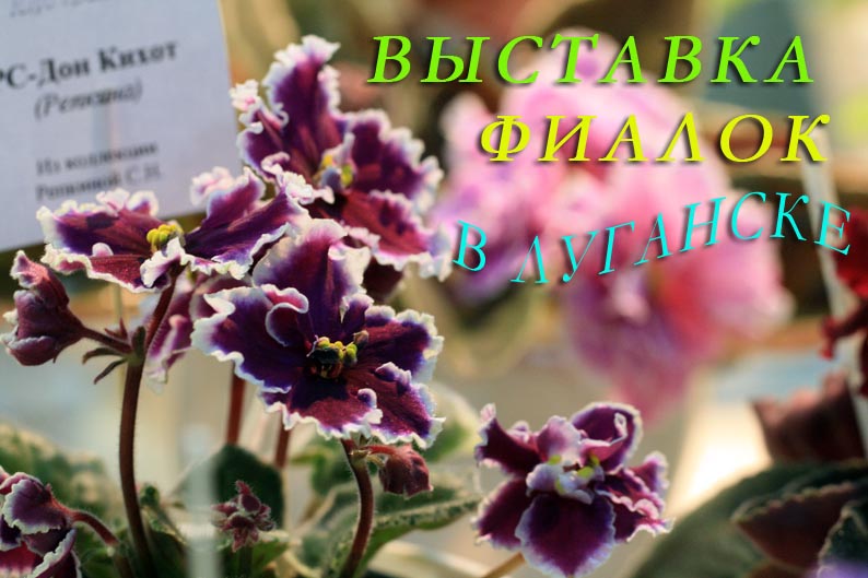 выст фиалIMG_1508.jpg