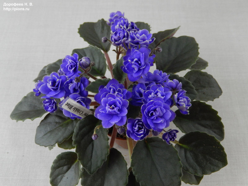 Ness' Crinkle Blue