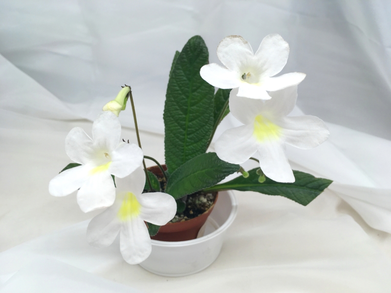 Heartland's White Gold (D. Martens)