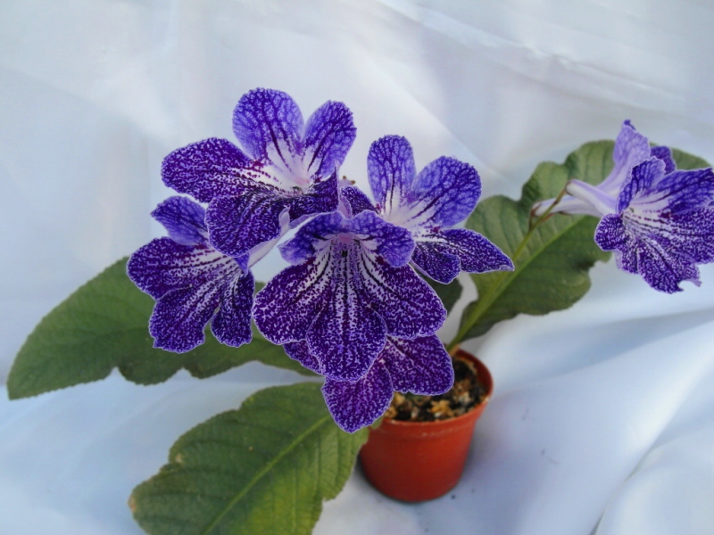 Bristol's Frazzle Dazzle  (R. Robinson)
