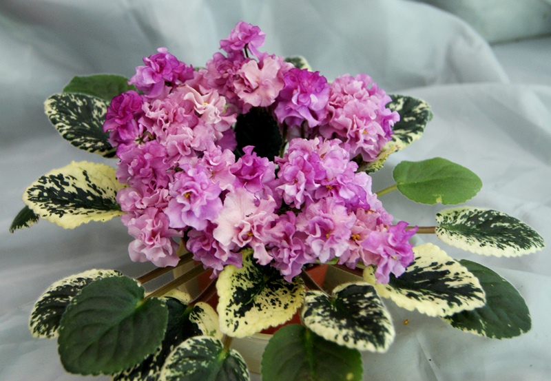 Apache Primrose.JPG