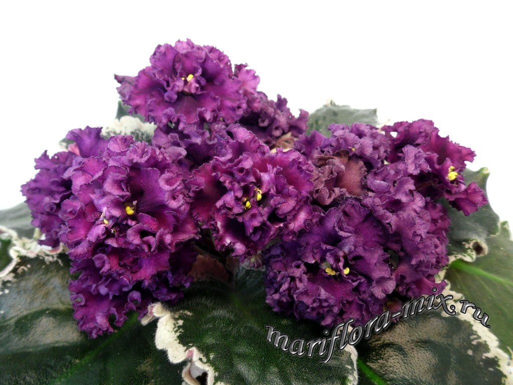 SAM_6188 ВаТ-Малифисента.jpg