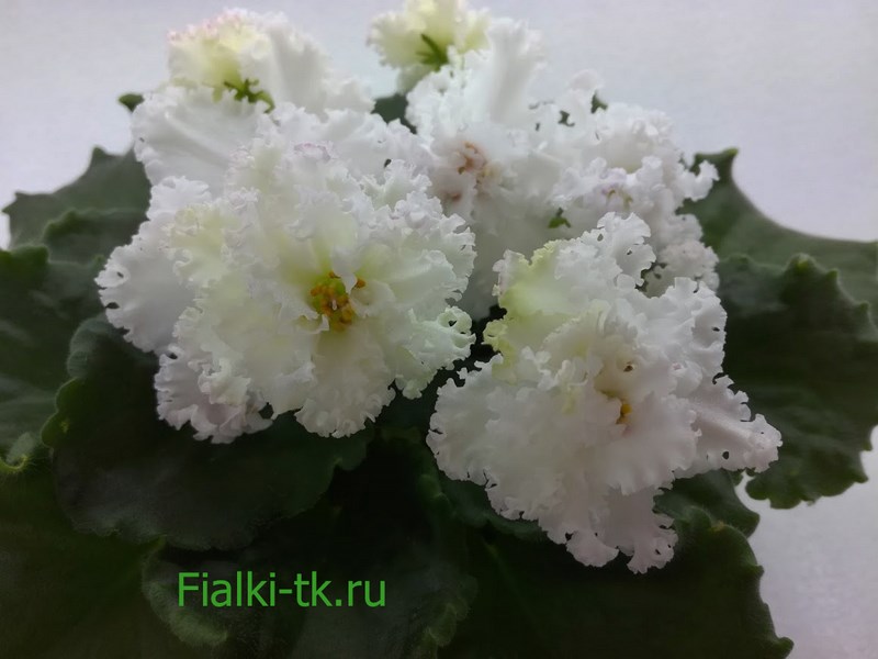 ЛЕ-Взбитые Сливки