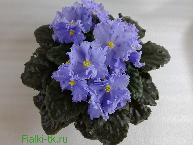 ЕК-Королевские Незабудки