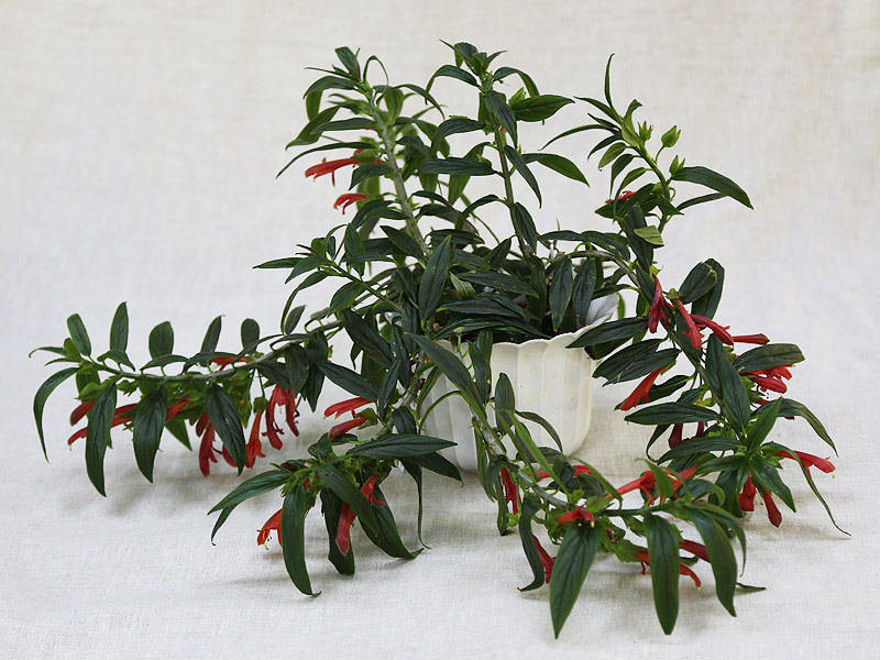 2 — Колумнея Orange Spike Л. Пак.jpg