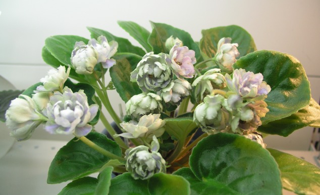 Refl of Spring Anis.JPG