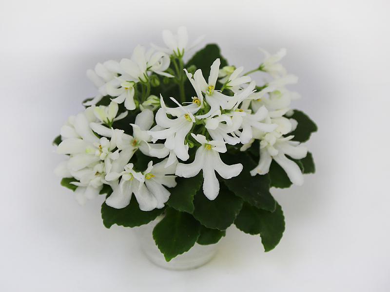 2. Lunar Lily White   С. Патрушева.jpg