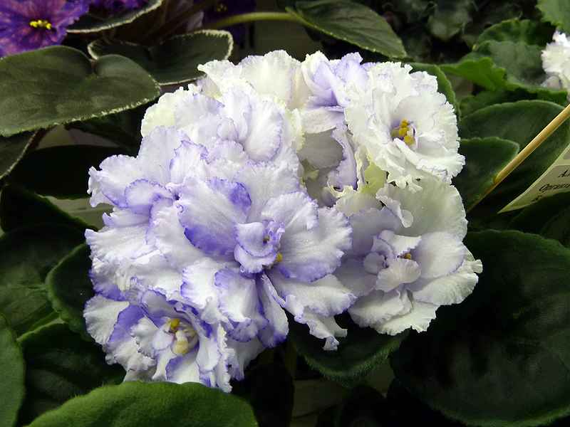 Ален-Органза Блу.jpg