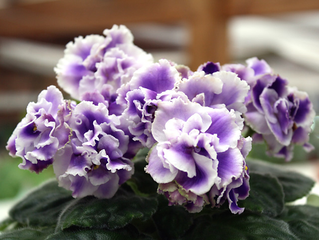 ЛЕ_Маленький Принц