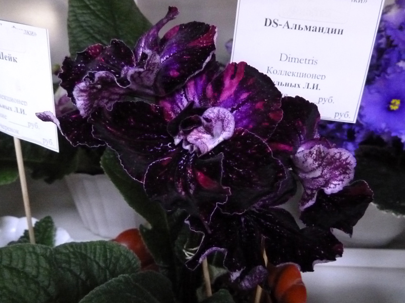 DS-Альмандин.jpg