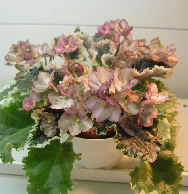 Wild Irish Rose Ivashkina.JPG