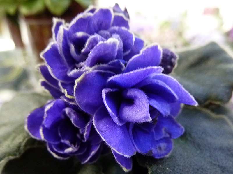 Ness' Crinkle Blue (Клещукова Т.).jpg