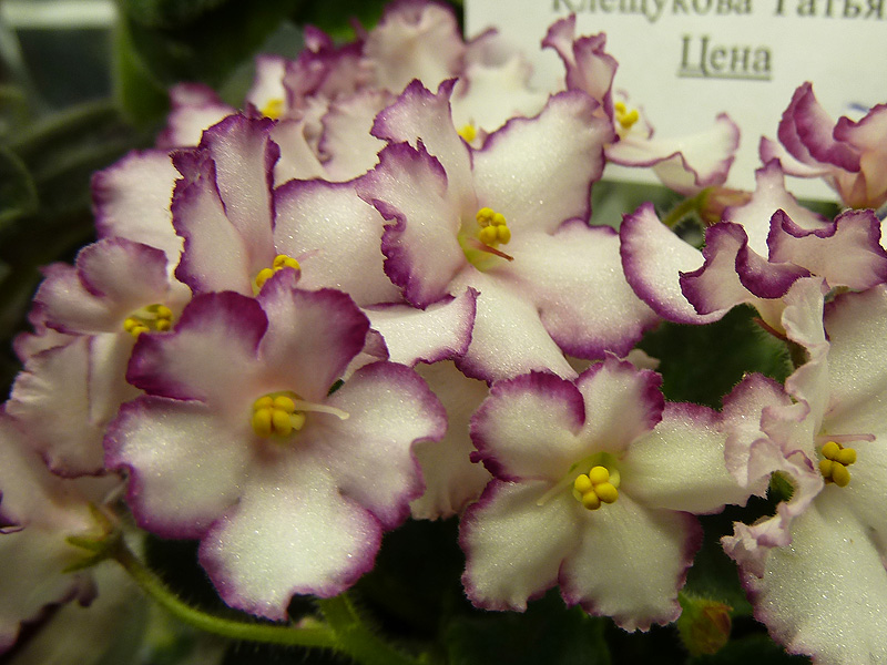 ЛЕ-Соня (Клещукова Т.).jpg