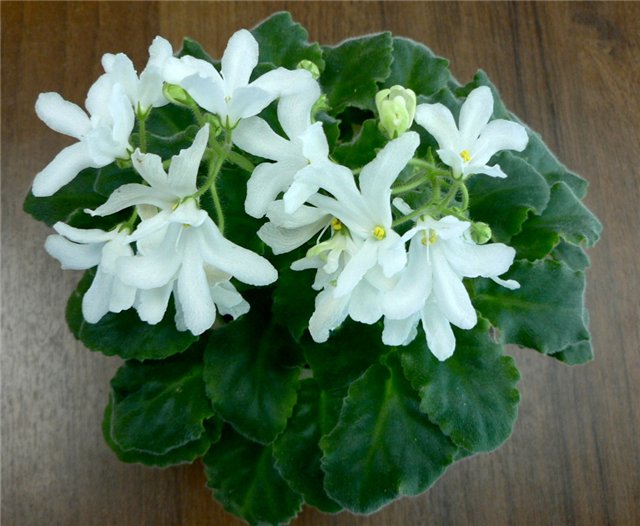 Lunar Lily White Блинкина.jpg
