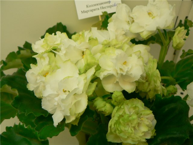 Spring Rose от Нестер.jpg