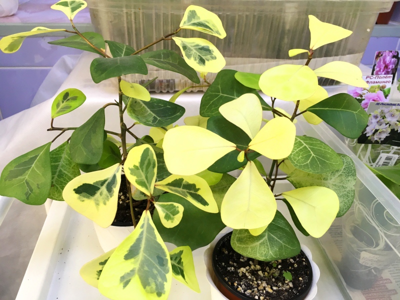 Пак Л. -Ficus triangularis