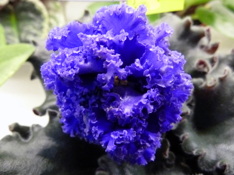 Ruffled Skies-2.jpg