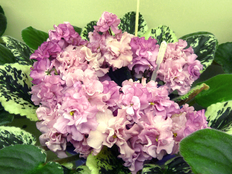 Apache Primrose.jpg