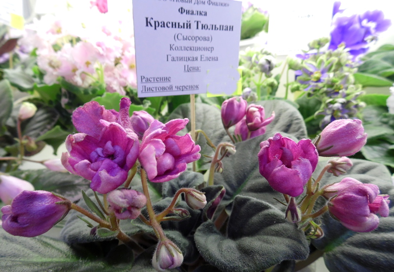 SAM_6704 Красный Тюльпан.JPG