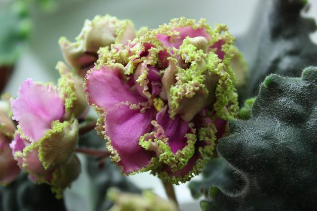 Resize of IMG_3868.jpg