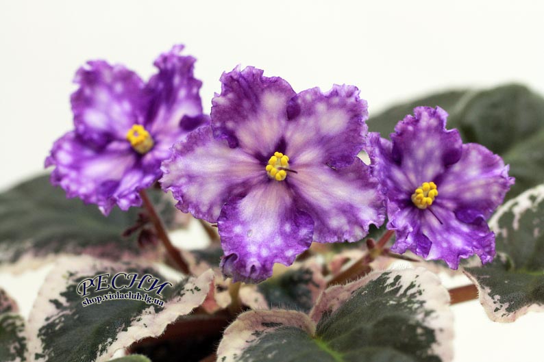 IMG_0734 копия.jpg
