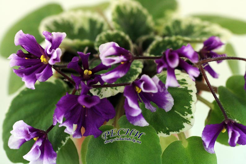 IMG_6327 копия.jpg