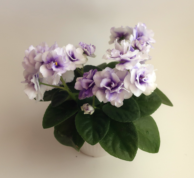 Н-Сюрприз.jpg