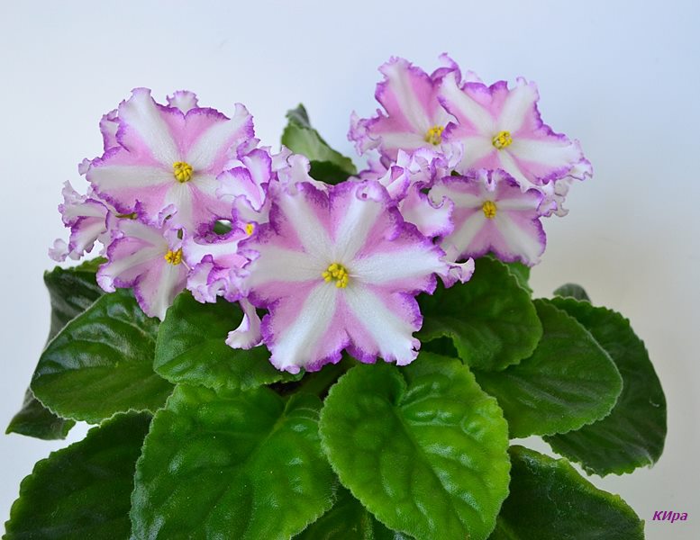 Светлана.JPG