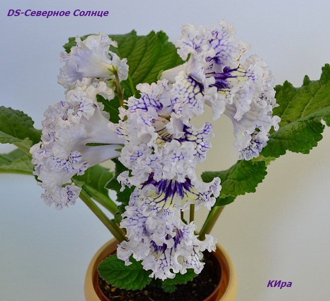 DS-Северное Солнце.JPG цветы.JPG