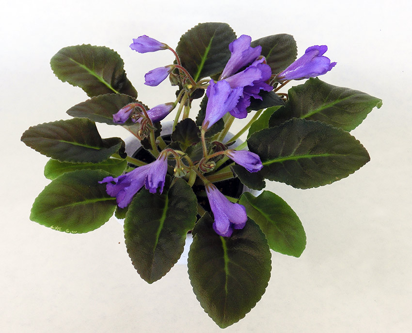 Senk's-Big-Bells.jpg