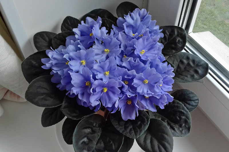 Rhapsodie-Clementine.jpg