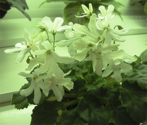 6_lunar_lily_white.jpg